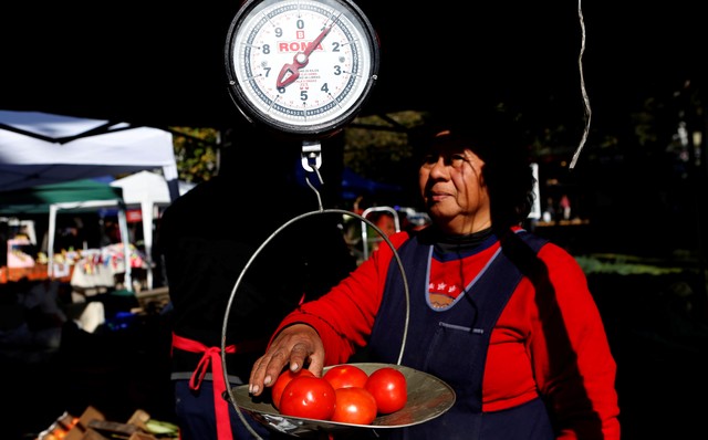 Investigadores y extensionistas en una cruzada por preservar la semilla del tomate platense Investigadores y extensionistas en una cruzada por preservar la semilla del tomate platense