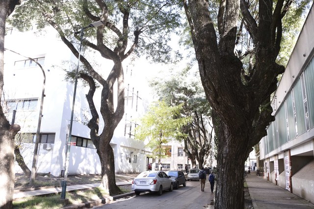 Con recursos propios, la UNLP mejora la iluminación en la zona del bosque Con recursos propios, la UNLP mejora la iluminación en la zona del bosque
