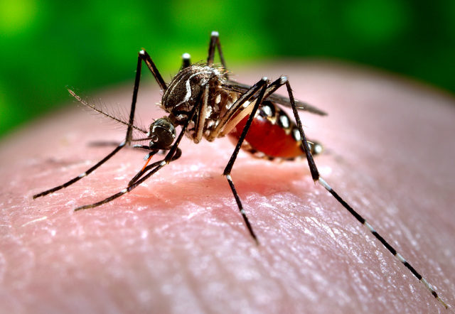 Dengue Dengue