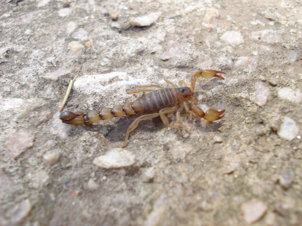 La UNLP advierte sobre cómo actuar ante la presencia de escorpiones