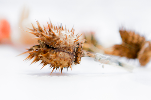 Plantas tóxicas e insectos venenosos, un peligro para las mascotas Plantas tóxicas e insectos venenosos, un peligro para las mascotas