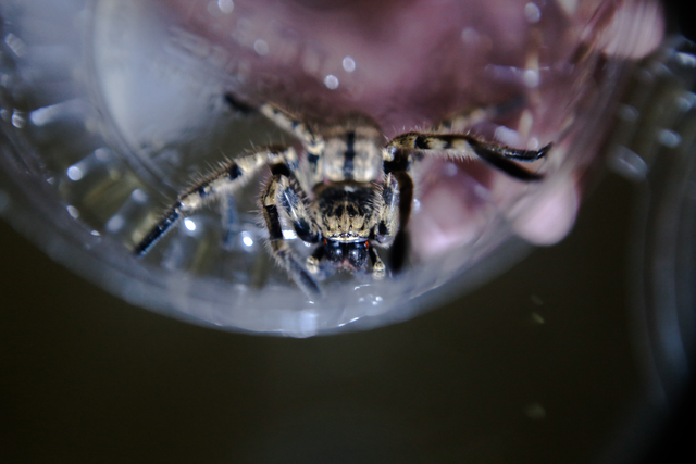 Plantas tóxicas e insectos venenosos, un peligro para las mascotas Plantas tóxicas e insectos venenosos, un peligro para las mascotas