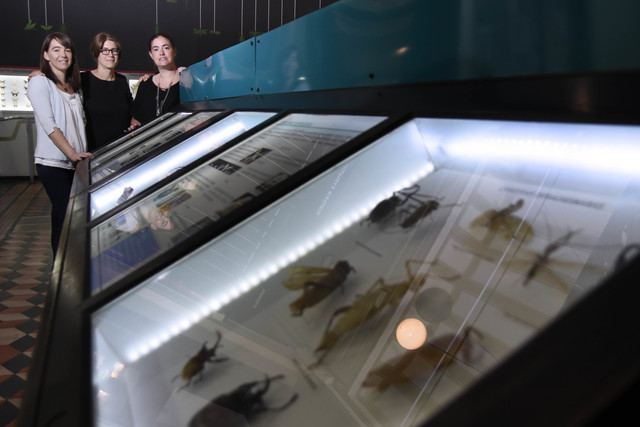 Primer portal web sobre insectos de la Argentina Primer portal web sobre insectos de la Argentina