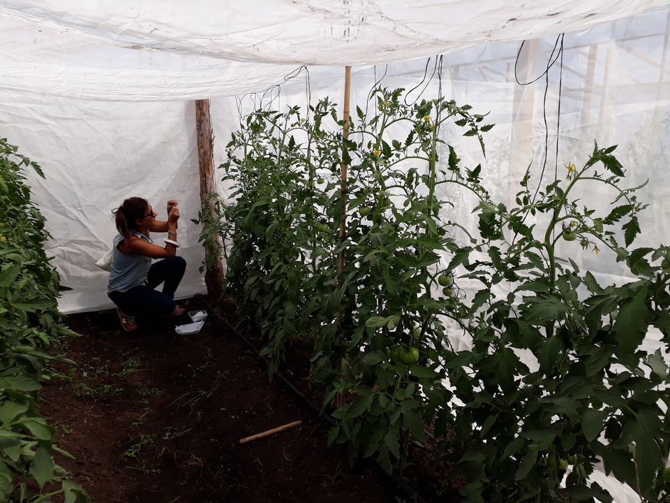 Con una pequeña avispa como aliada, investigadores de la UNLP buscan combatir una plaga del tomate