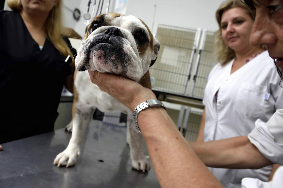  Desarrollan con éxito terapia con aceites de cannabis en perros con epilepsia   