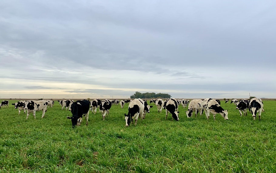 Mejorar la producción: usan ultrasonografía doppler para detección temprana de vacas no gestantes