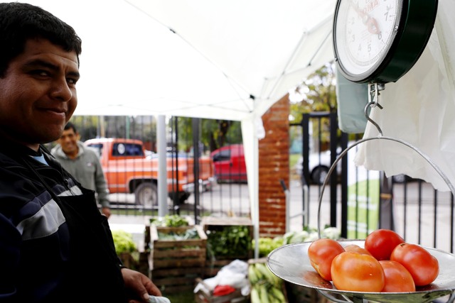 La UNLP en una cruzada por preservar la semilla del tomate platense La UNLP en una cruzada por preservar la semilla del tomate platense