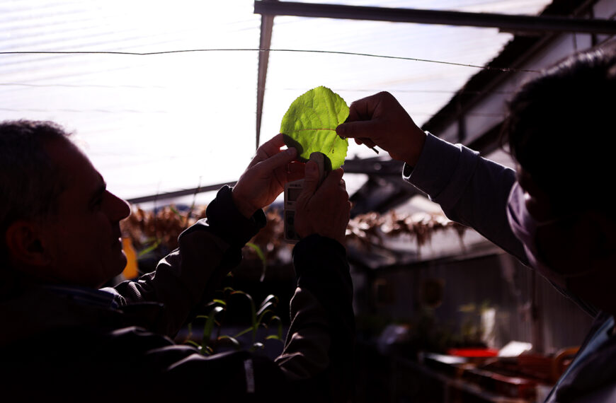 Científicos estudian especies forestales para incrementar la generación de biomasa
