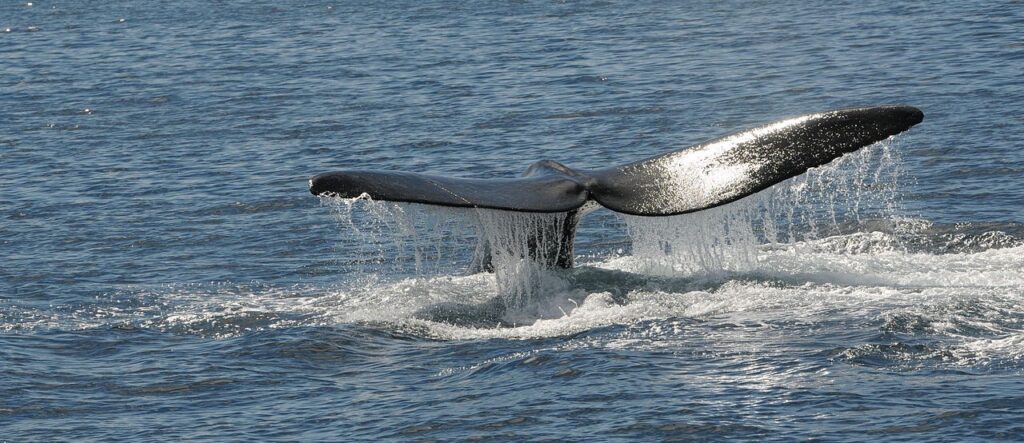 Cola de una ballena franca austral en Peninsula Valdes