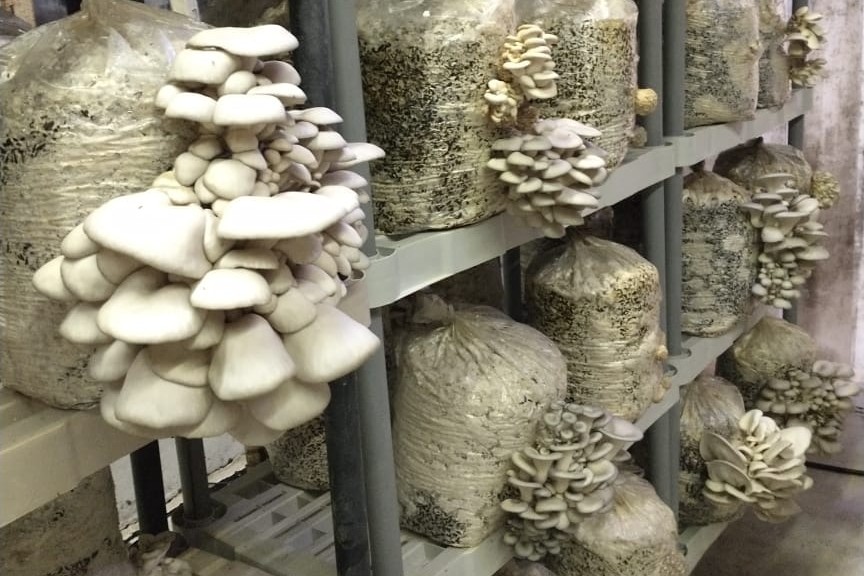 Investigadores utilizan hongos para valorizar los residuos agroindustriales de la región y cuidar el medioambiente