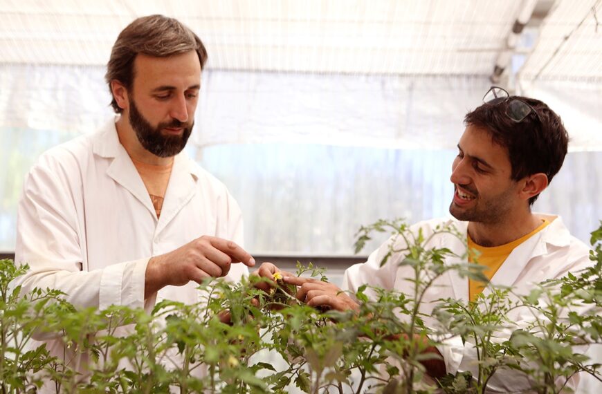 Investigadores de la UNLP estudian el “balance redox” en las plantas, un delicado equilibrio ante el estrés