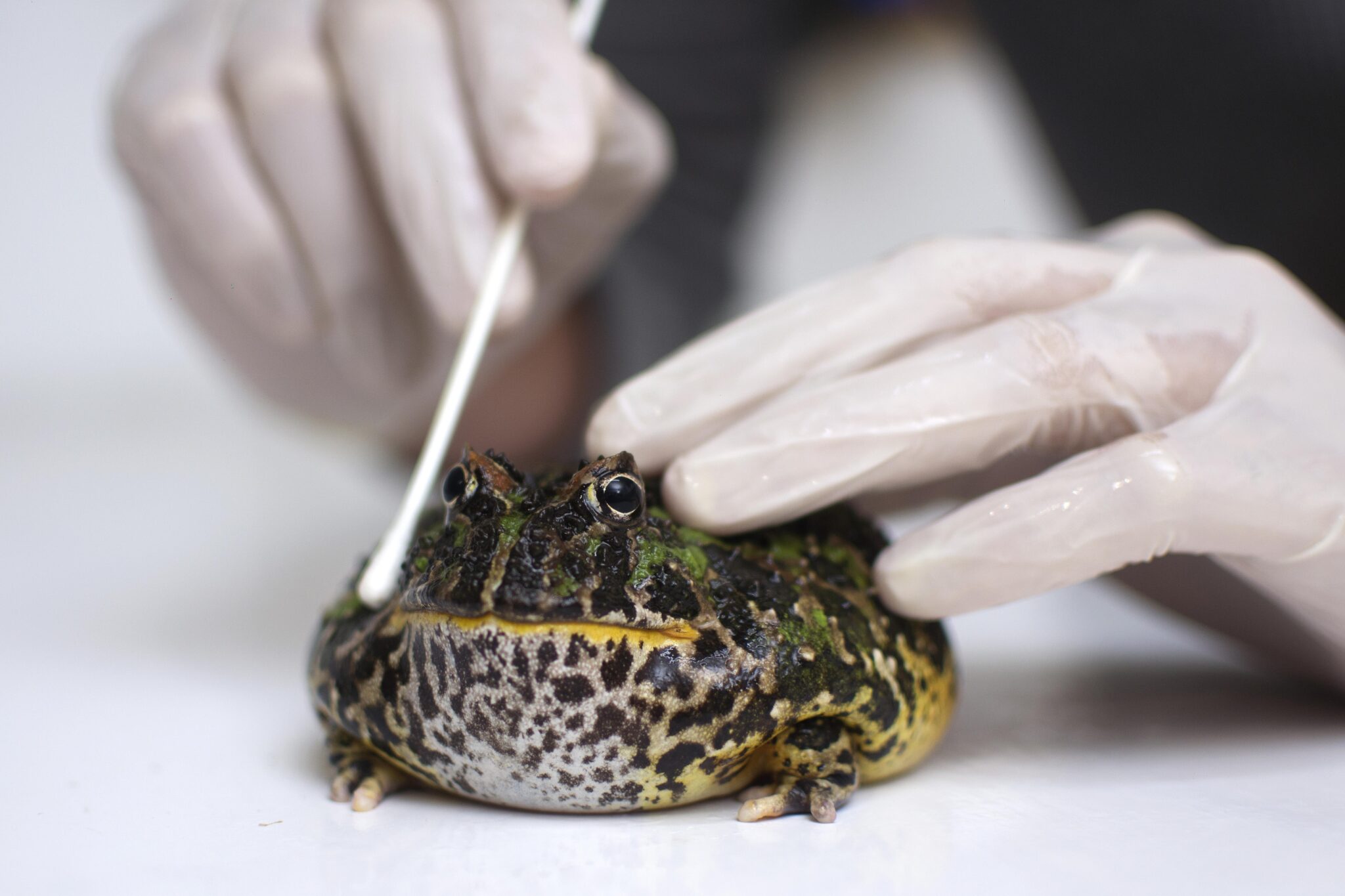 El grito de los escuerzos un imperceptible SOS por la supervivencia » UNLP