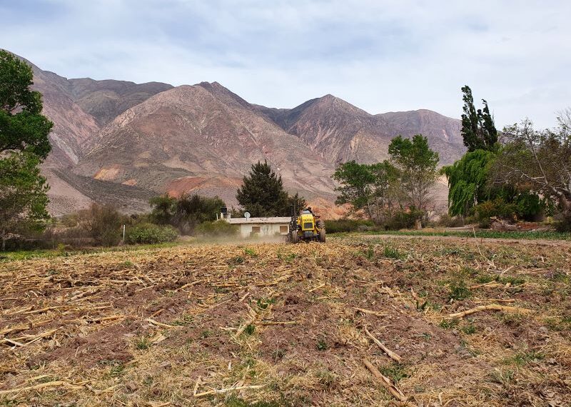 El desafío de mejorar el rendimiento de maíz sin aumentar el uso de insumos en ambientes andinos
