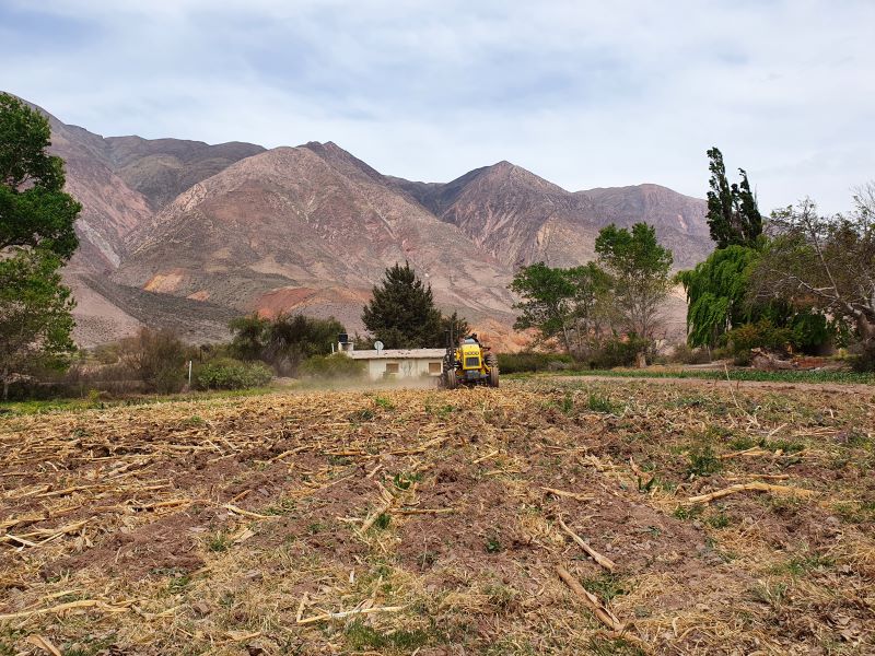 El desafío de mejorar el rendimiento de maíz sin aumentar el uso de insumos en ambientes andinos