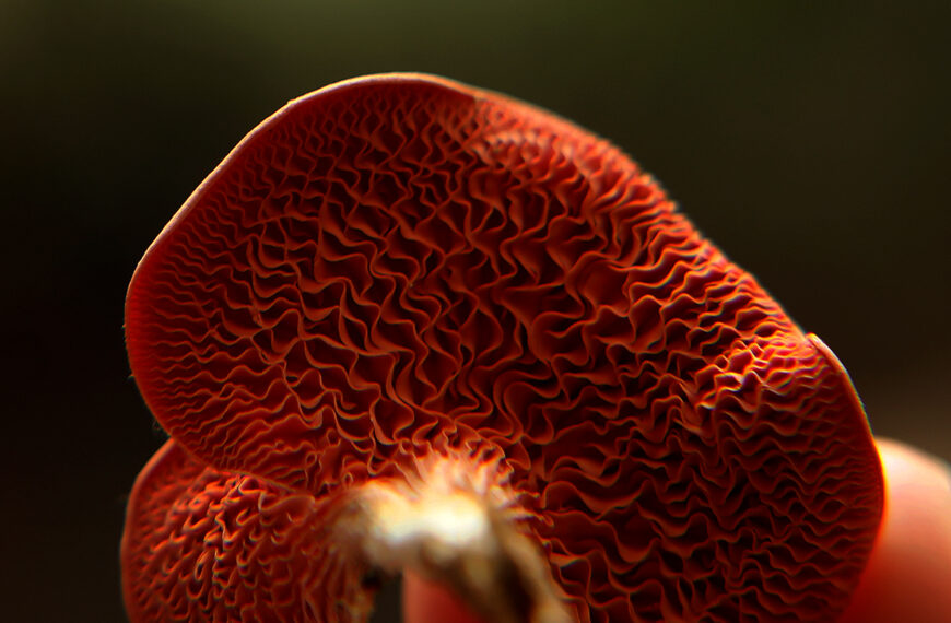 Ni plantas ni animales: hablemos de hongos