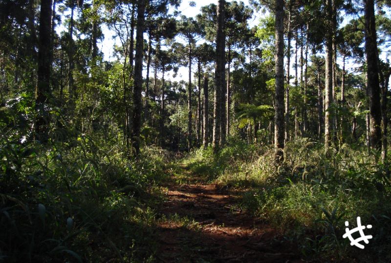 ¿La producción forestal pone en riesgo a los árboles nativos?