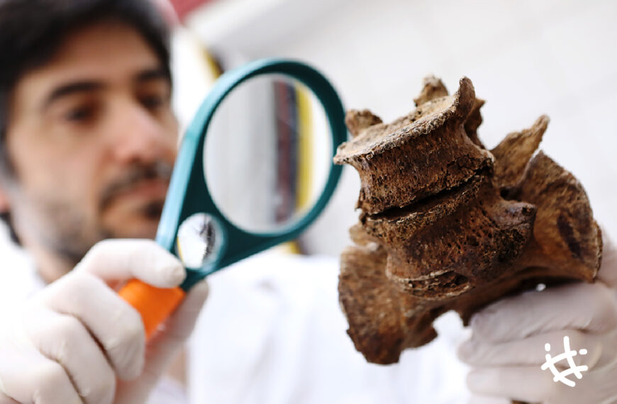 Huesos bajo la lupa: colecciones de esqueletos para estudiar la artrosis