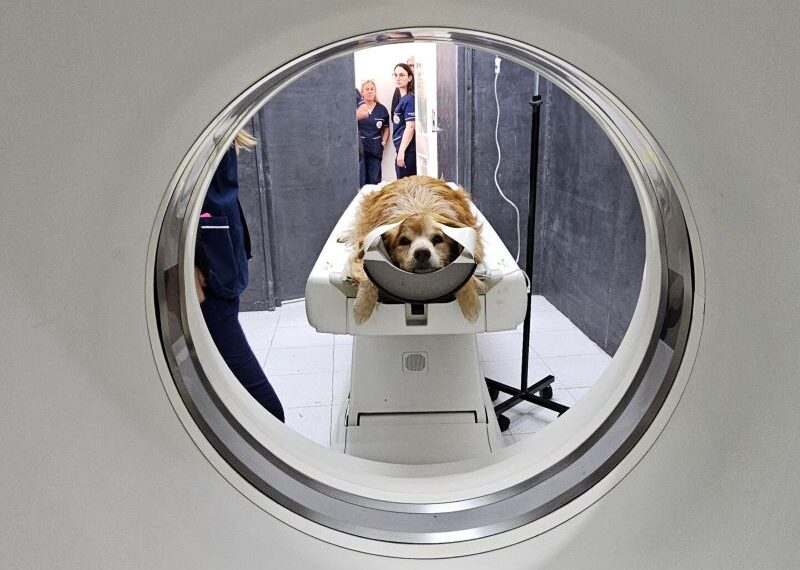 La Facultad de Ciencias Veterinarias incorporó un equipo de diagnóstico por imágenes de alta complejidad