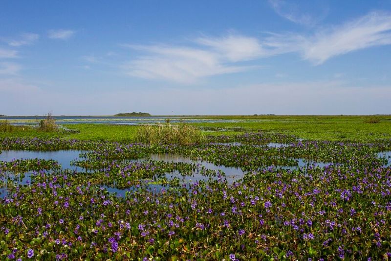 2 de febrero: Día Mundial de los Humedales