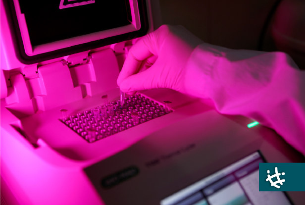 Avance científico mejora la producción porcina sin antibióticos