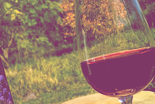 Vino de la Costa: la alianza entre productores y la UNLP que cambió su destino