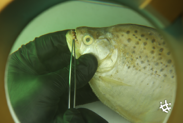Qué nos dicen los peces sobre el futuro del Río de la Plata